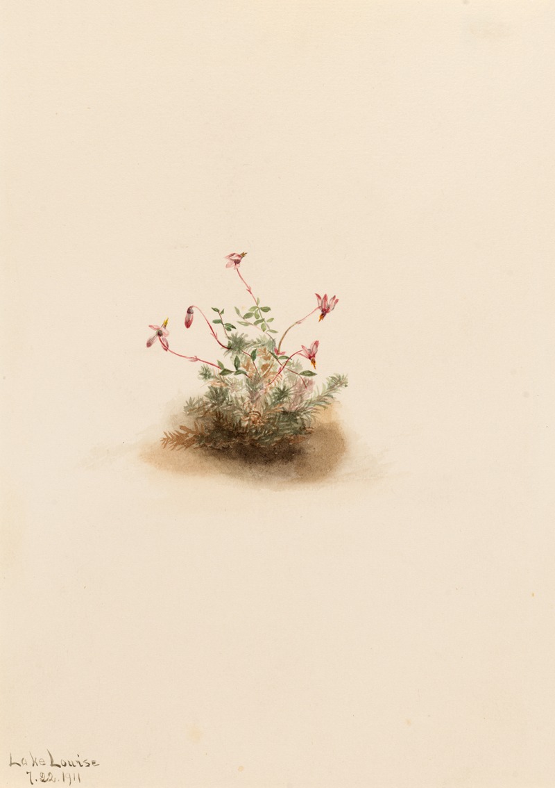 Mary Vaux Walcott - Small Cranberry (Oxycoccus palustris)