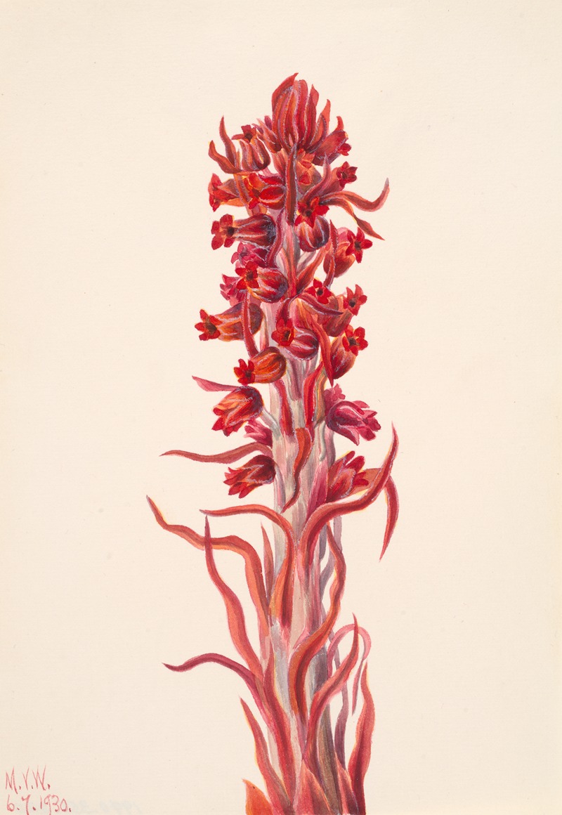 Mary Vaux Walcott - Snow Plant (Sarcodes sanguinea)