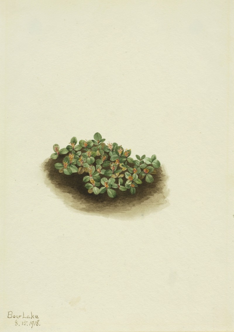 Mary Vaux Walcott - Snow Willow (Salix nivalis)