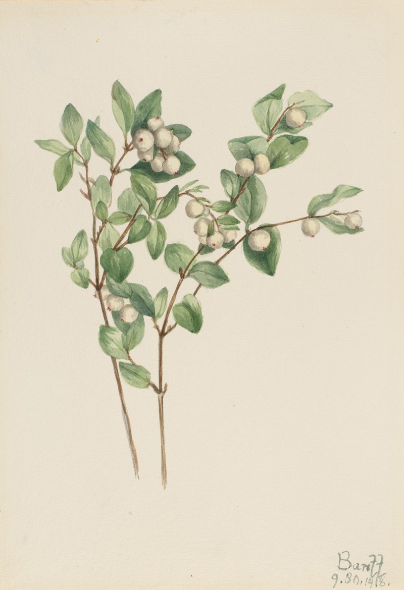 Mary Vaux Walcott - Snowberry (Symphoricarpos albus)
