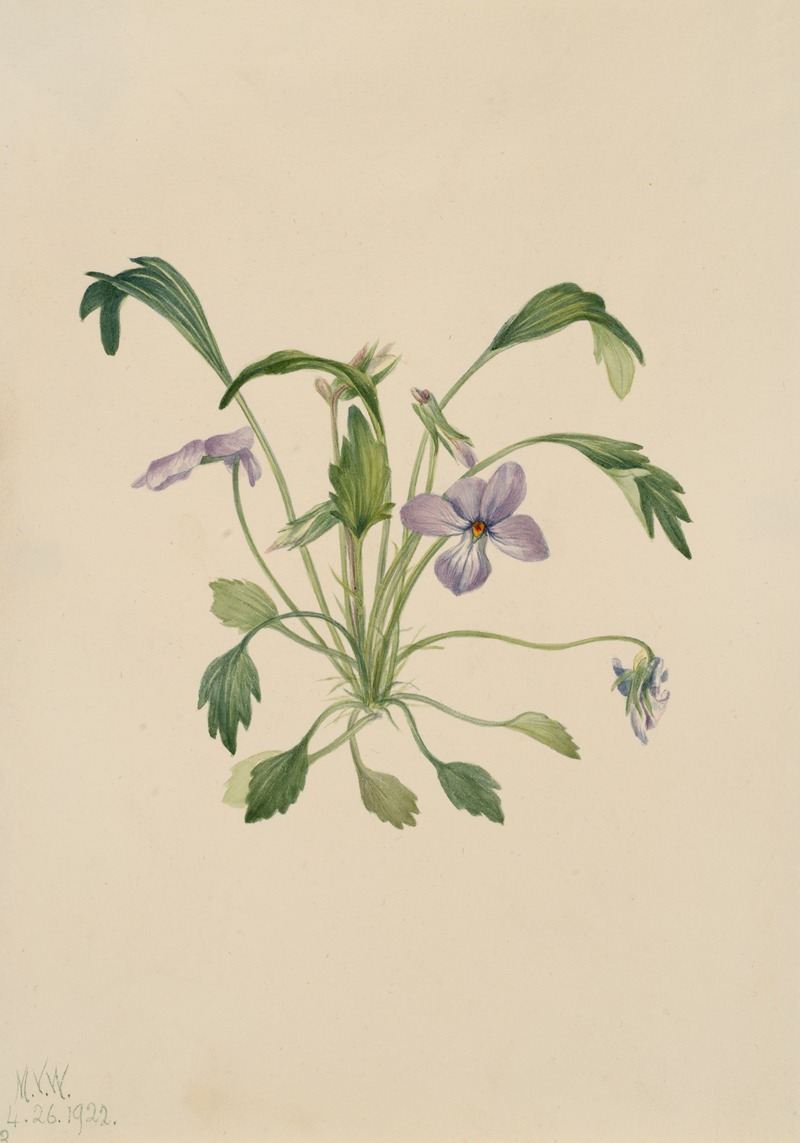 Mary Vaux Walcott - Southern Bird’s Foot Violet (Viola digitata)