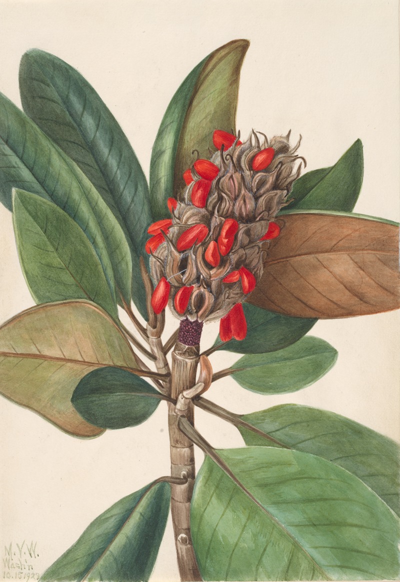 Mary Vaux Walcott - Southern Magnolia (Magnolia grandiflora)
