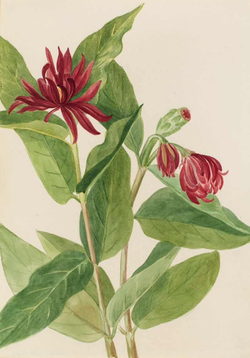 Mary Vaux Walcott - Spicebush (Calycanthus occidentalis)