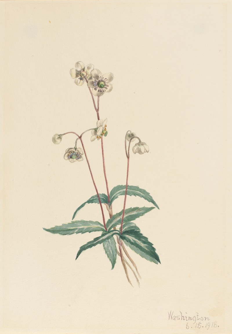 Mary Vaux Walcott - Spotted Pipsissewa (Chimaphila maculata)