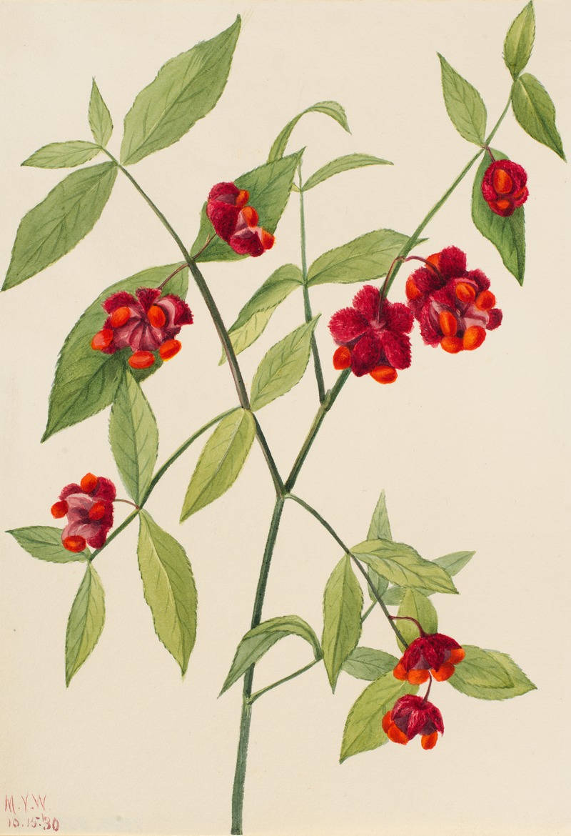 Mary Vaux Walcott - Strawberry Bush-‘Hearts Bustin’ with Love’ (Euonymus Americanus)