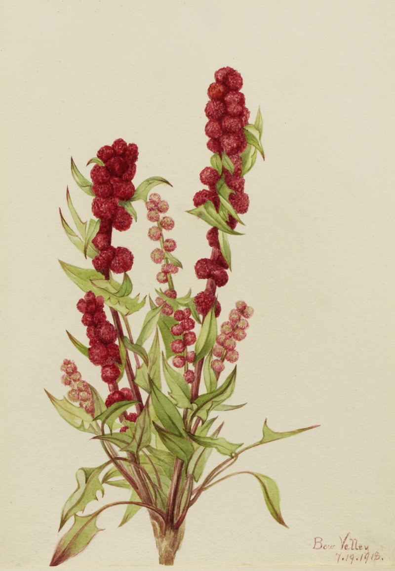 Mary Vaux Walcott - Strawberry-Blite (Chenopodium capitatum)