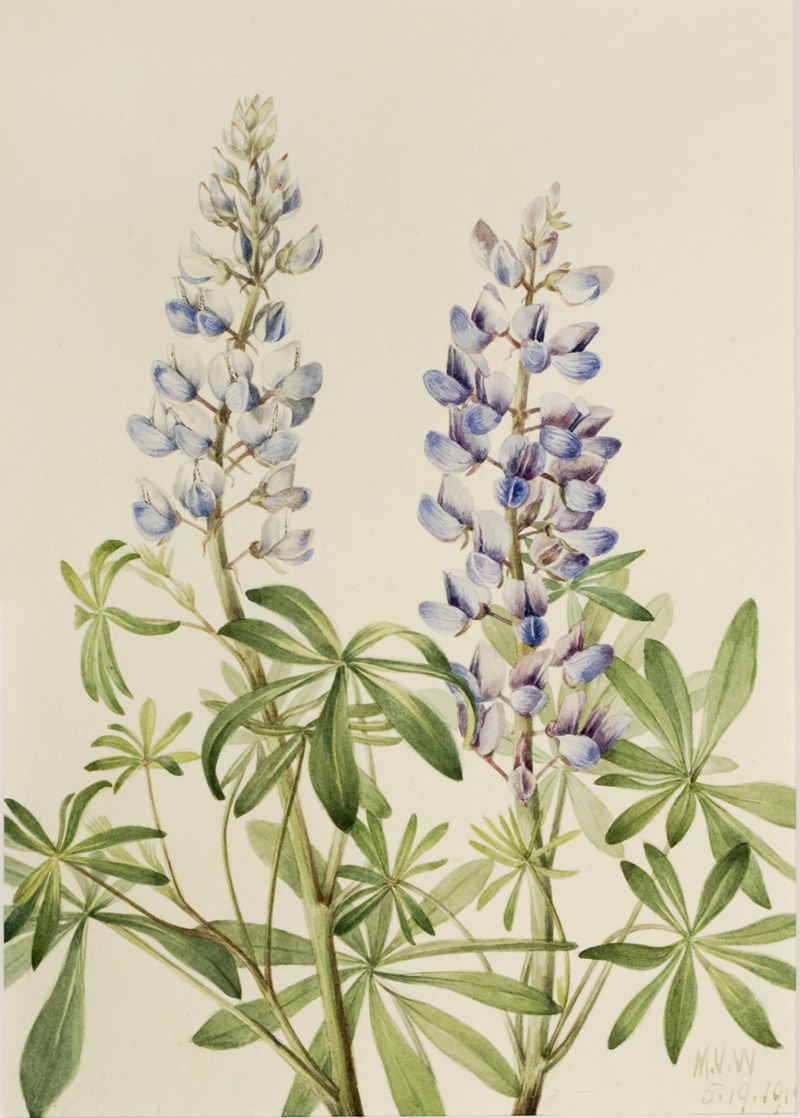 Mary Vaux Walcott - Sun Dial Lupine (Lupinus perennis)