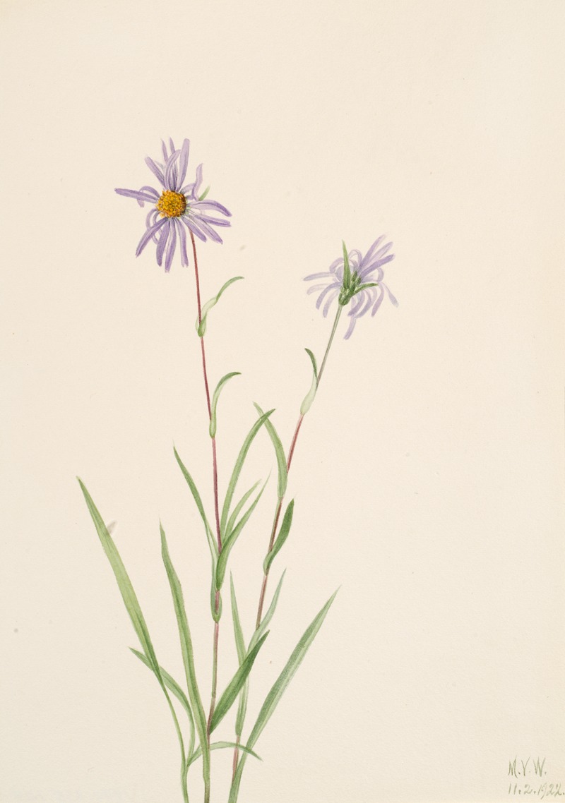 Mary Vaux Walcott - Swamp Aster (Aster paludosus)