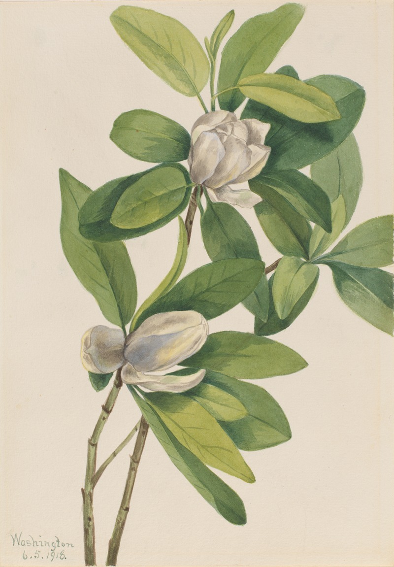 Mary Vaux Walcott - Swamp Magnolia (Magnolia virginiana)