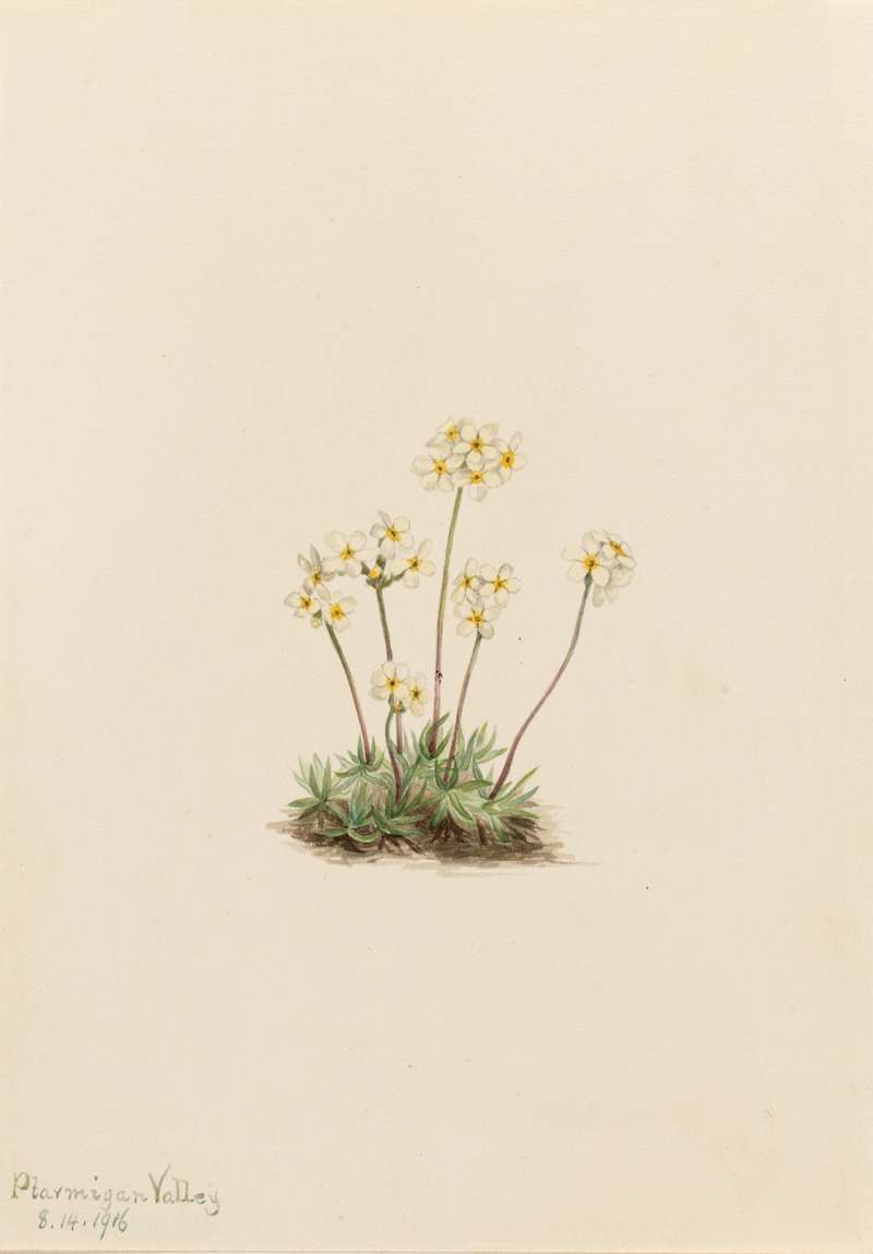 Mary Vaux Walcott - Sweet Androsace (Androsace carinata)