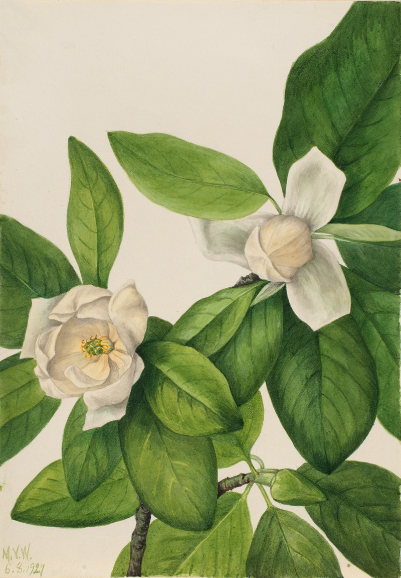 Mary Vaux Walcott - Sweetbay (Magnolia virginiana)