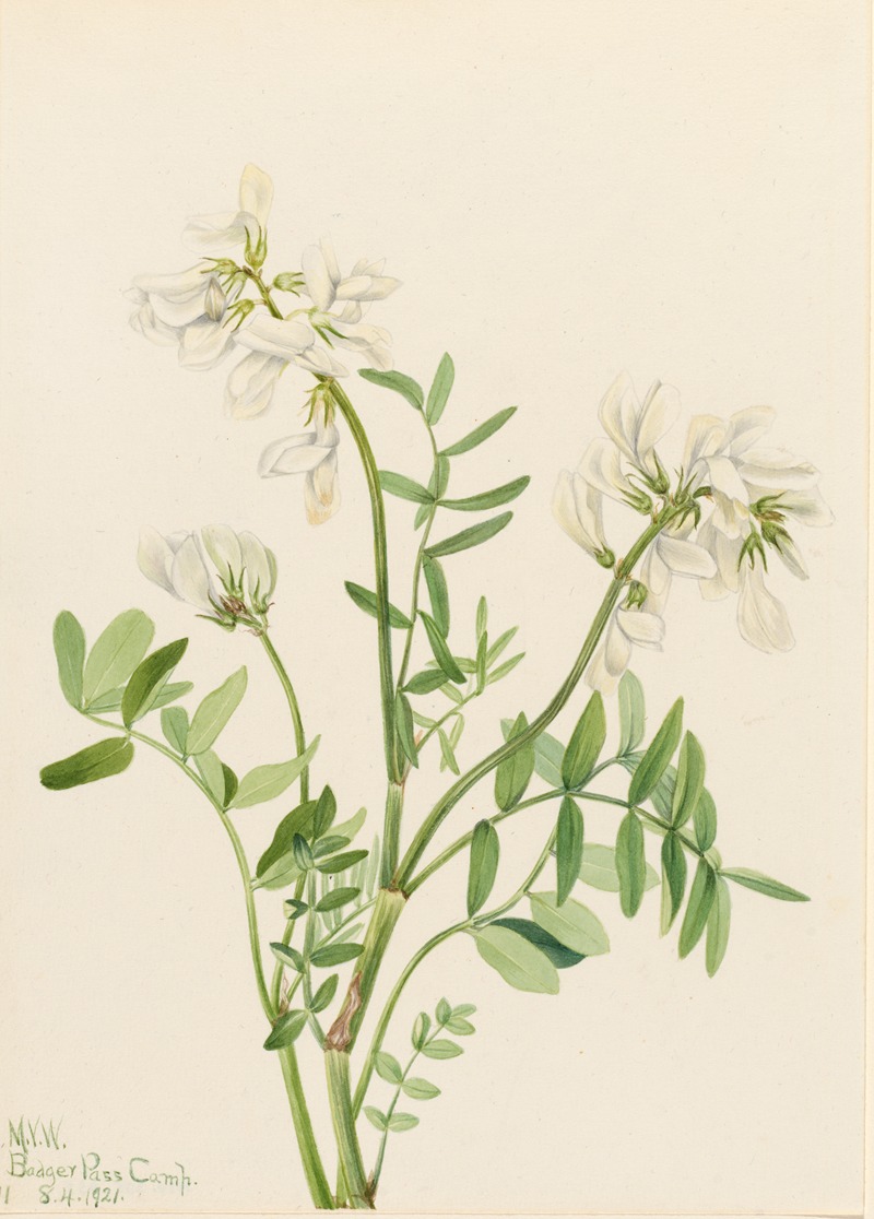 Mary Vaux Walcott - Sweetvetch (Hedysarum mackenzii)