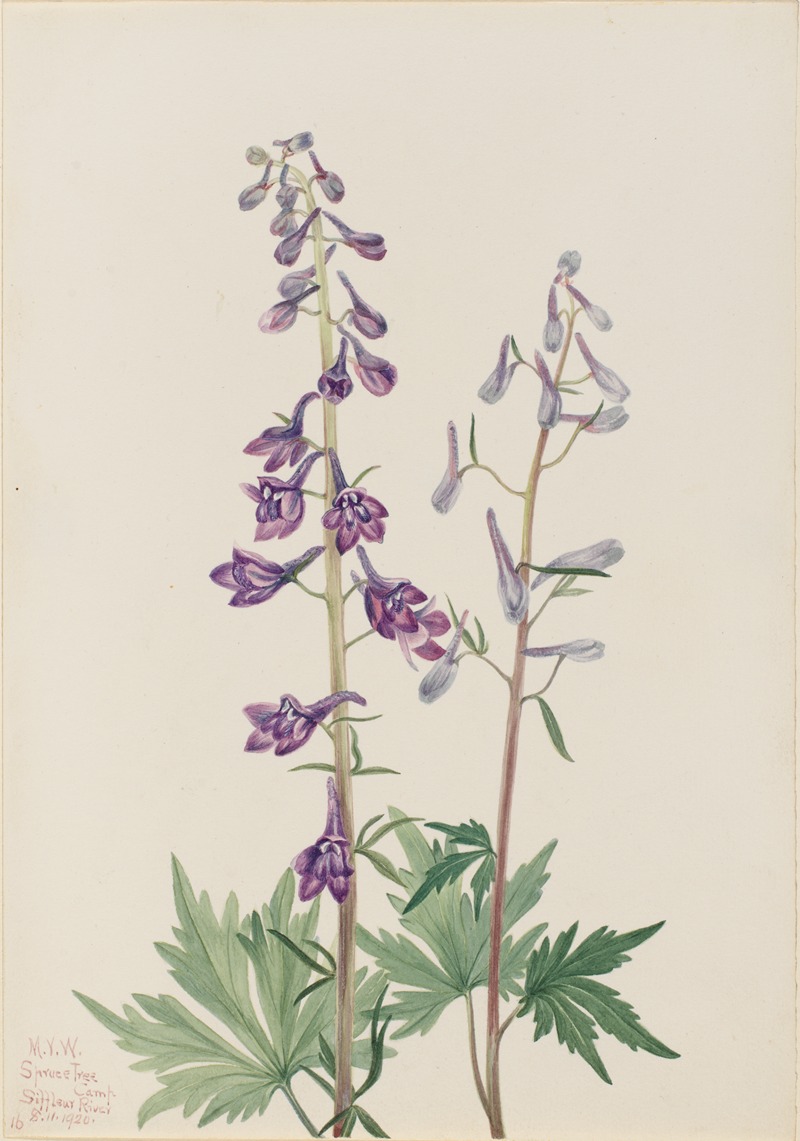 Mary Vaux Walcott - Tall Larkspur (Delphinium elongatum)