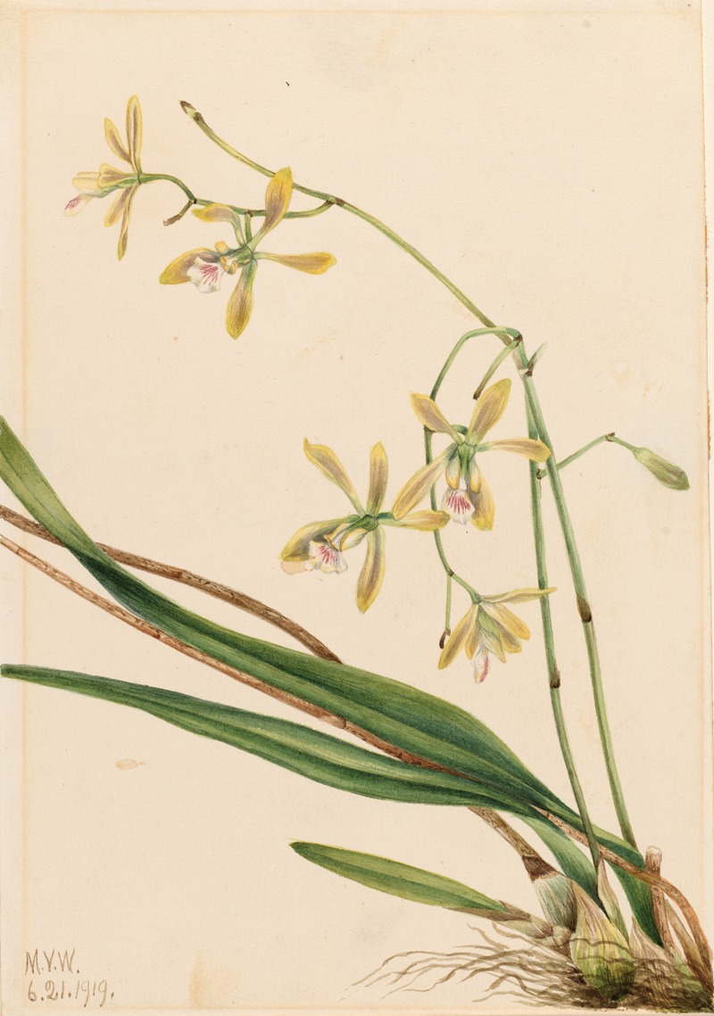 Mary Vaux Walcott - Tampa Epidendrum (Epidendrum tampense)