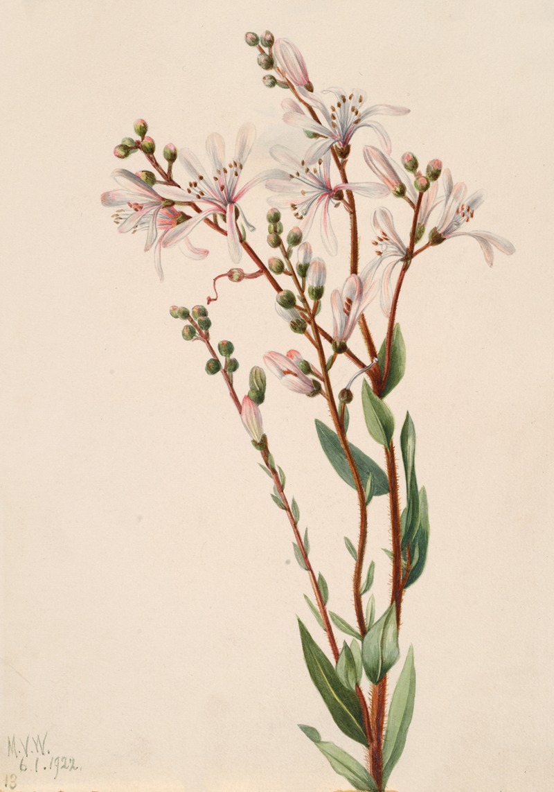 Mary Vaux Walcott - Tarflower (Befaria racemosa)