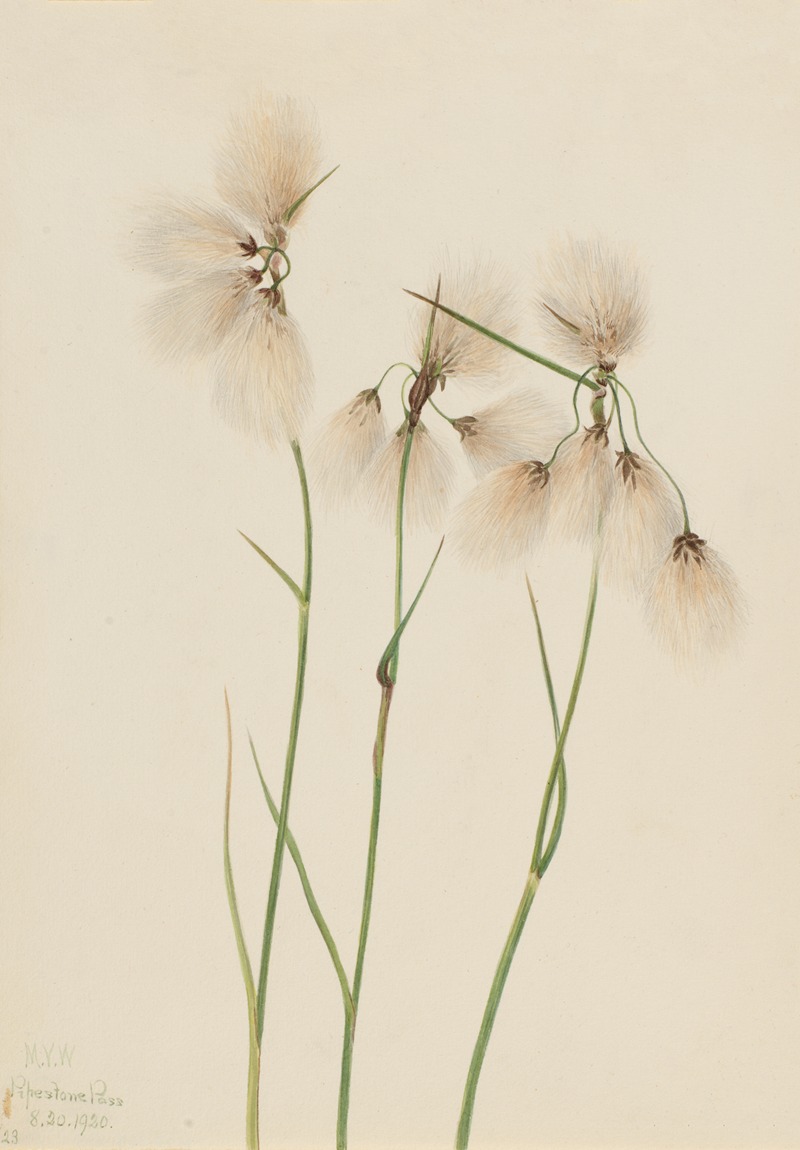 Mary Vaux Walcott - Tassel Cottongrass (Eriophorum angustifolium)