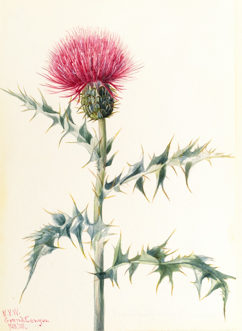 Mary Vaux Walcott - Thistle (Cirsium arizonica)