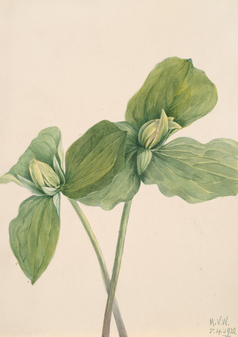 Mary Vaux Walcott - Toad Trillium (Trillium sessile)