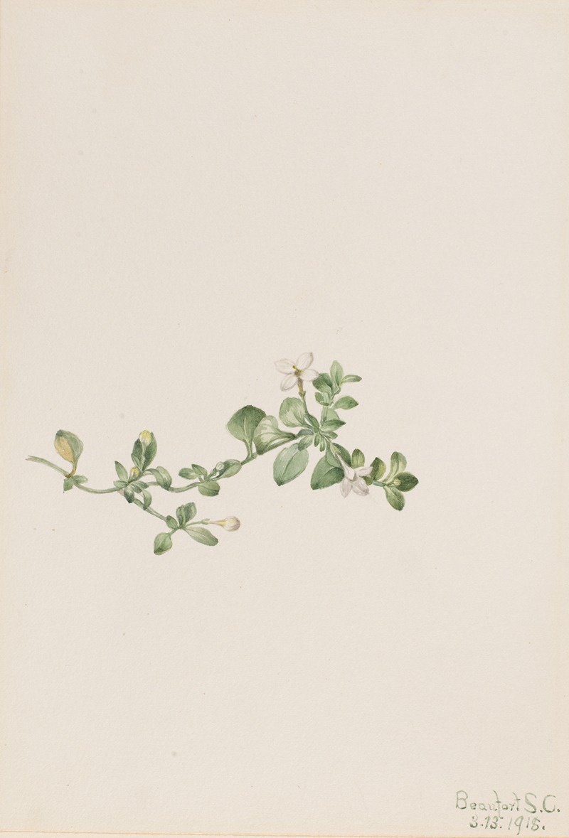 Mary Vaux Walcott - Trailing Houstonia (Houstonia procumbens)