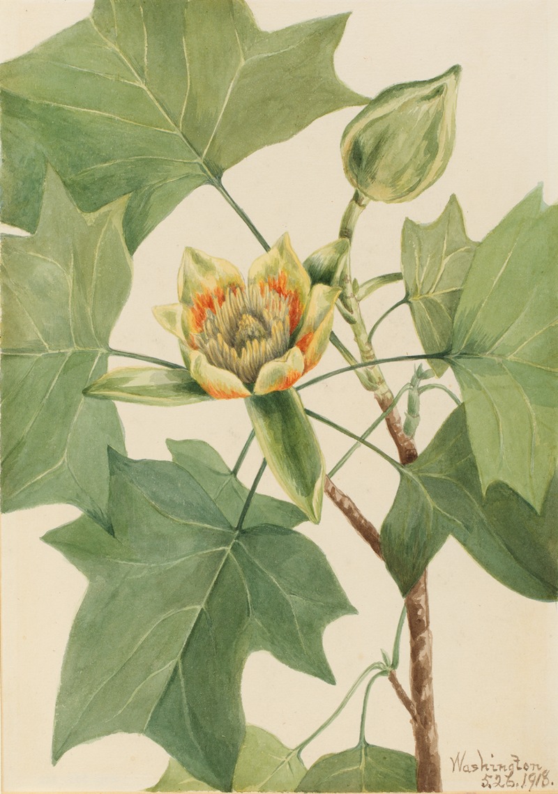 Mary Vaux Walcott - Tuliptree (Liriodendron tulipifera)
