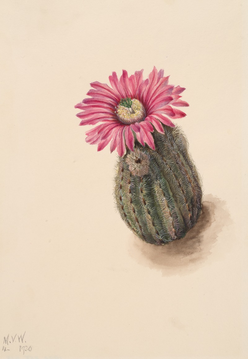 Mary Vaux Walcott - Turkeyhead Cactus (Echinocerus perbellus)