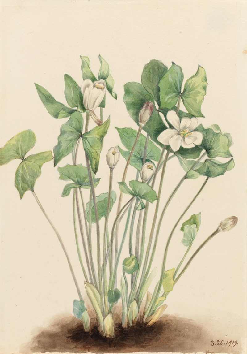 Mary Vaux Walcott - Twinleaf (Jeffersonia diphylla)