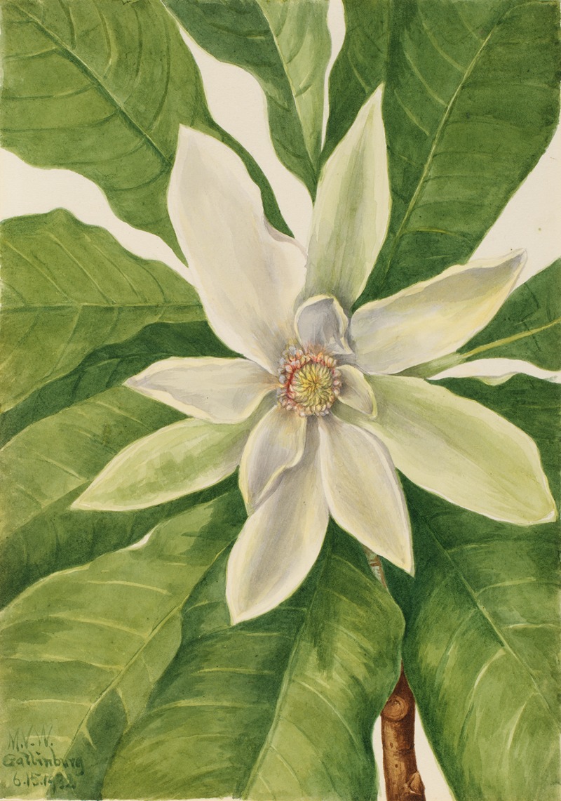 Mary Vaux Walcott - Umbrella Tree (Magnolia tripetala)