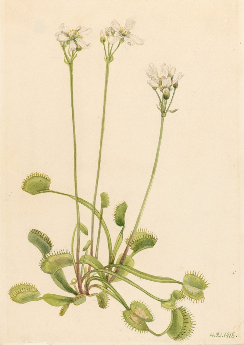 Mary Vaux Walcott - Venus Flytrap (Dionaea muscipula)