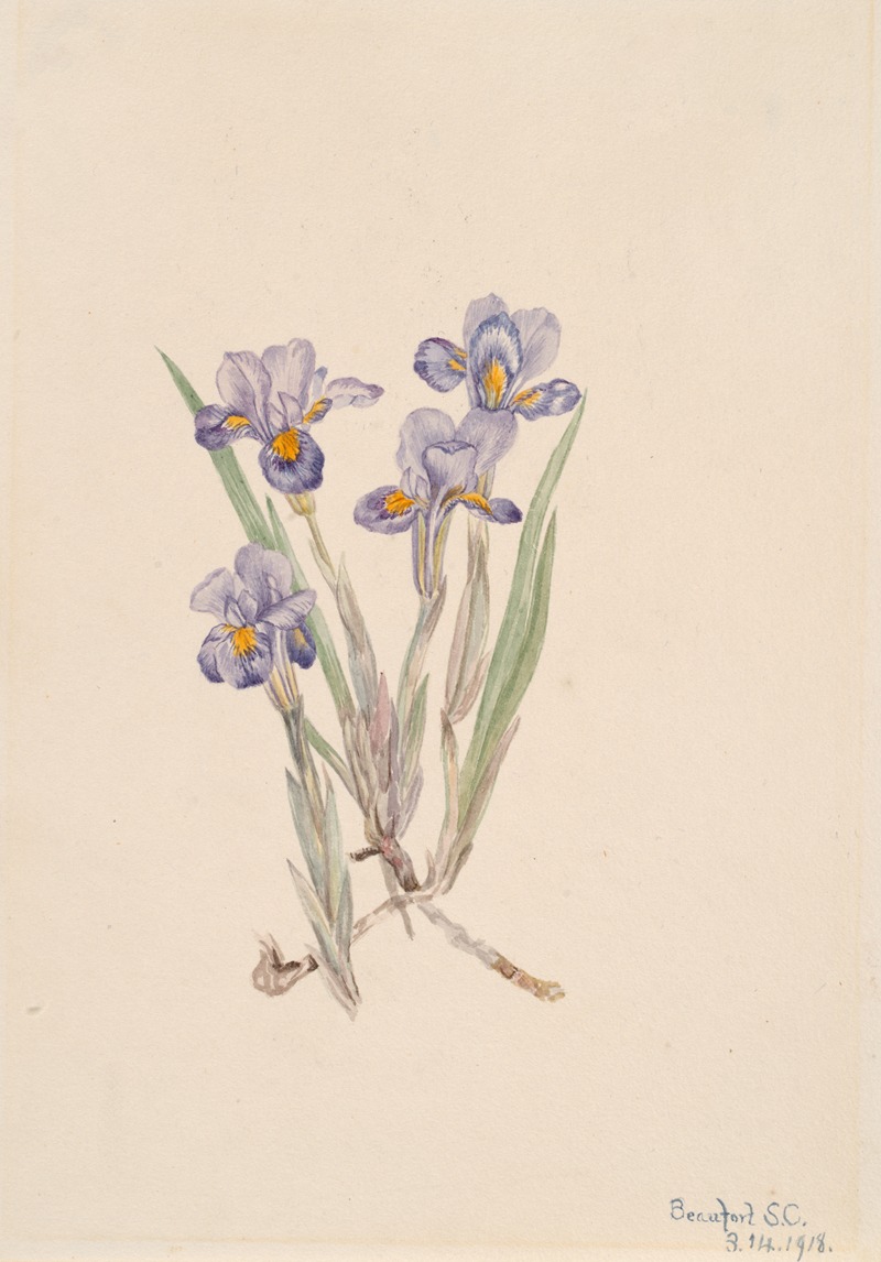 Mary Vaux Walcott - Vernal Iris (Iris verna)