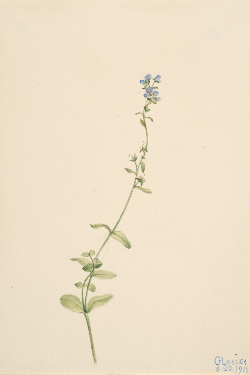 Mary Vaux Walcott - Veronica serpyllifolia