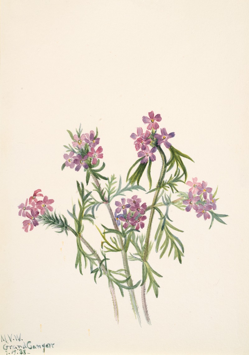 Mary Vaux Walcott - Vervain (Verbena wrightii)