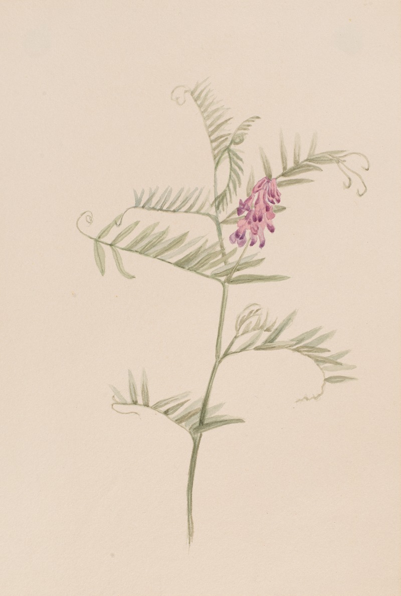 Mary Vaux Walcott - Vicia americana
