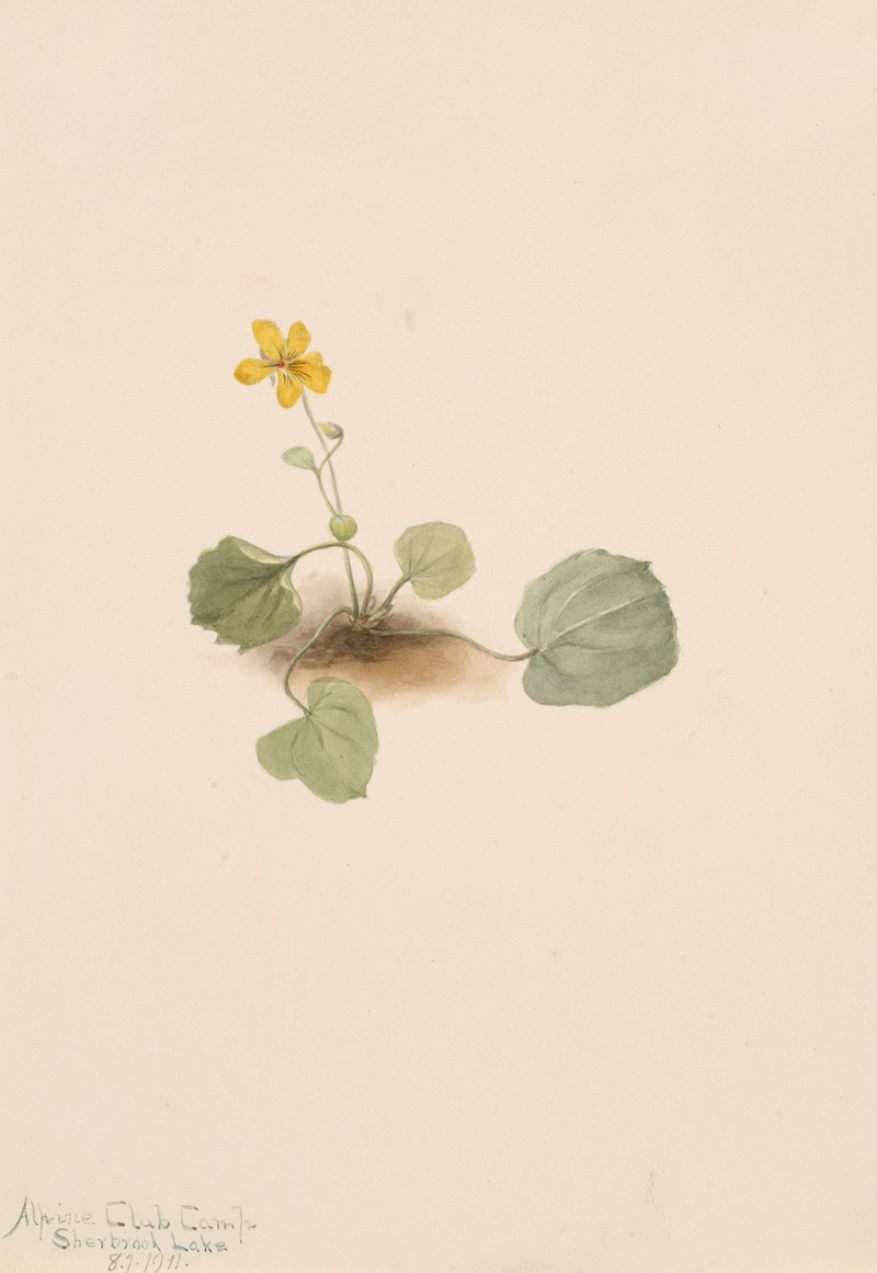 Mary Vaux Walcott - Viola orbiculata