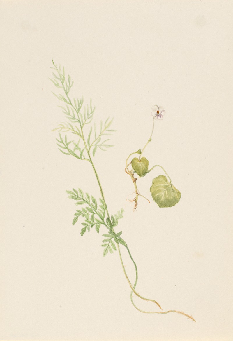 Mary Vaux Walcott - Viola palustris
