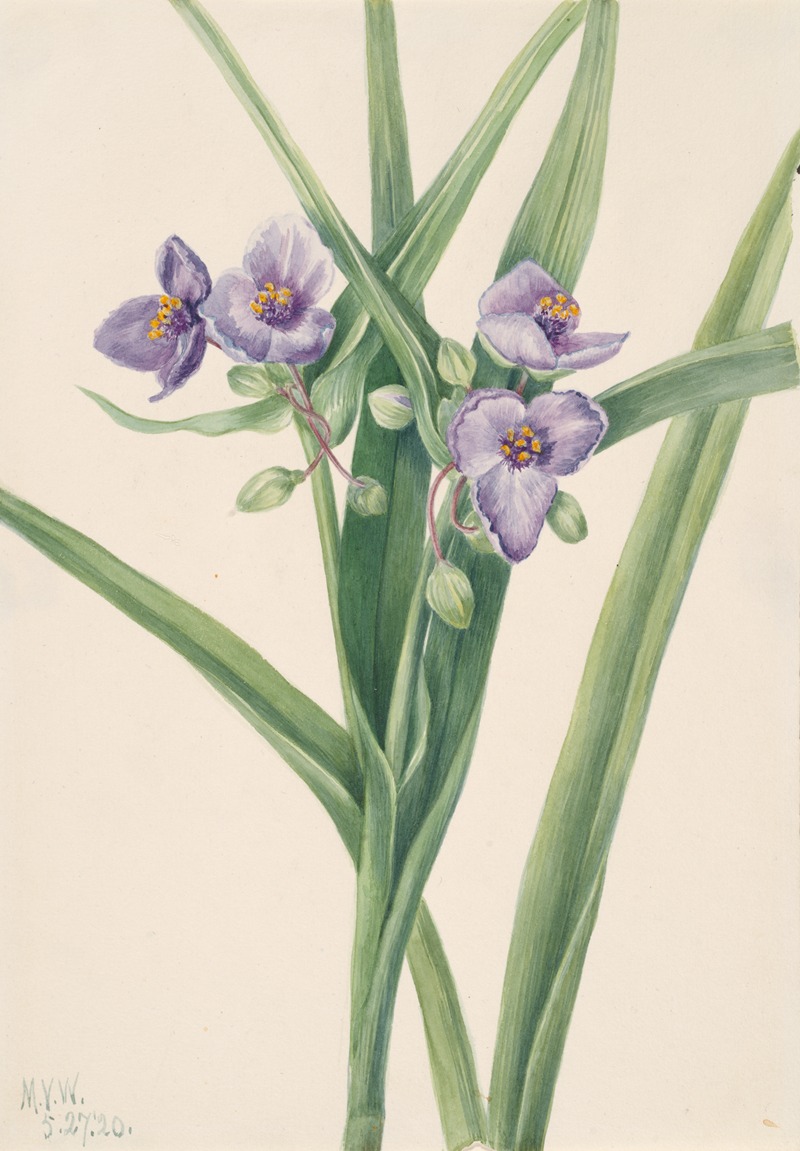 Mary Vaux Walcott - Virginia Spiderwort (Tradescantia virginiana)