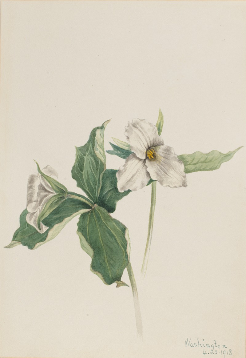 Mary Vaux Walcott - Wake-Robin (Trillium grandiflorum)