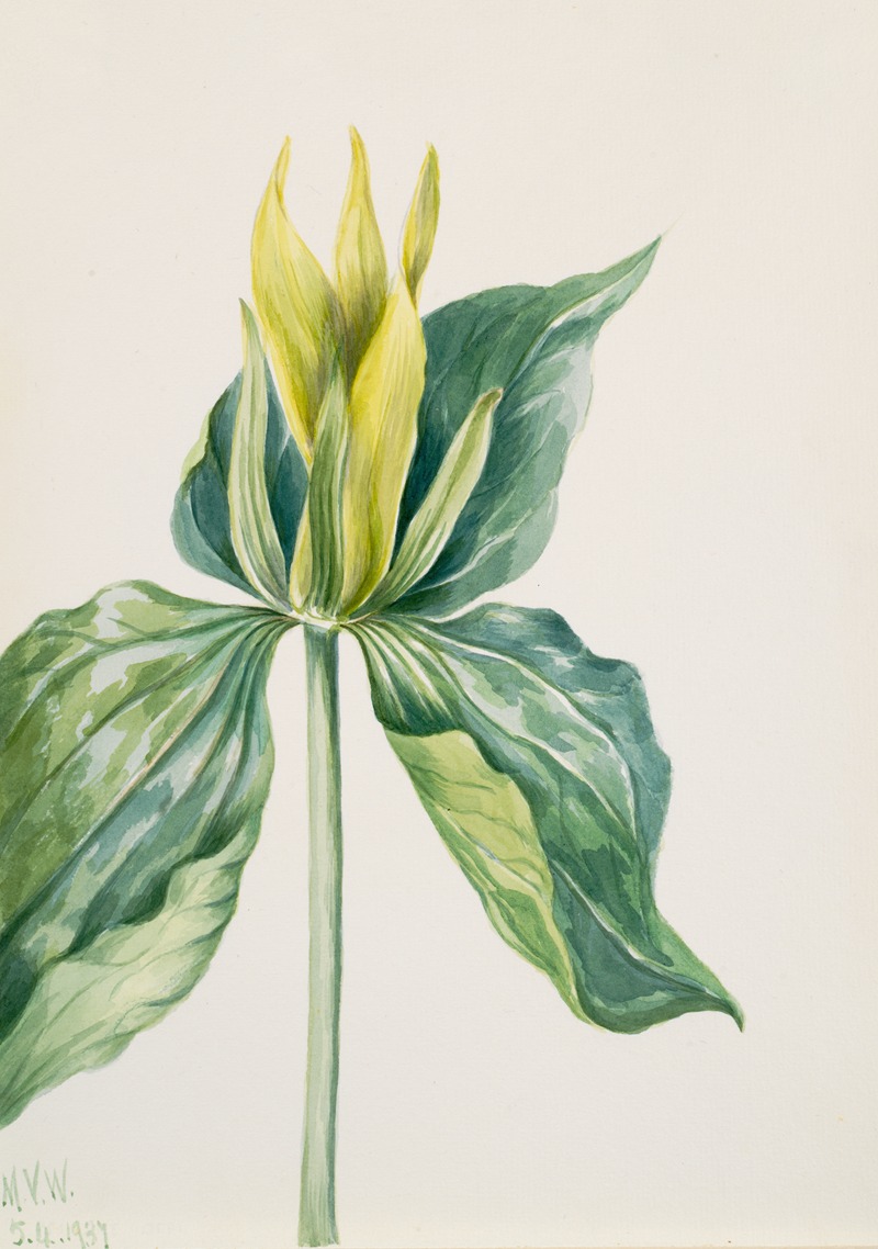 Mary Vaux Walcott - Wake-Robin (Trillium underwoodii)