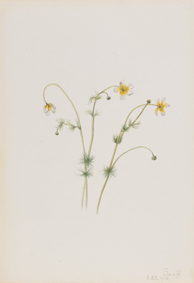 Mary Vaux Walcott - Water Crowfoot (Batrachium trichophyllum)