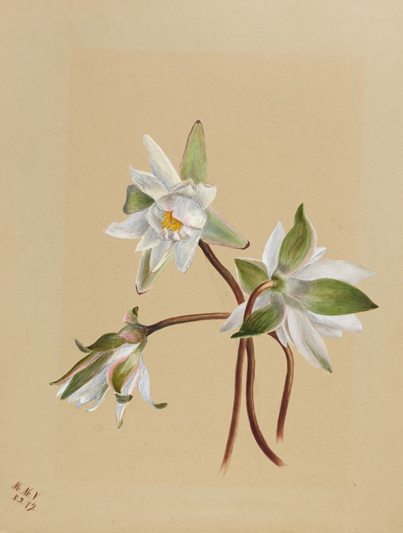 Mary Vaux Walcott - Water Lilies (Castalia odorata)