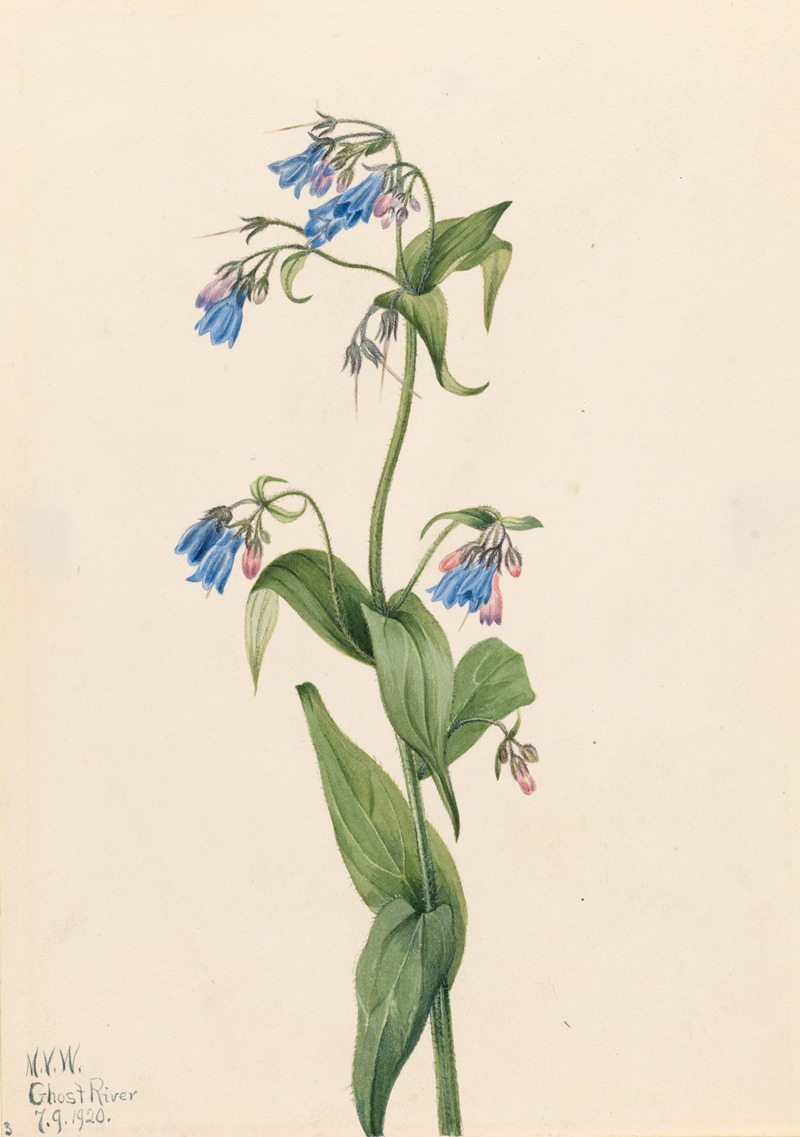 Mary Vaux Walcott - Western Bluebells (Mertensia paniculata)