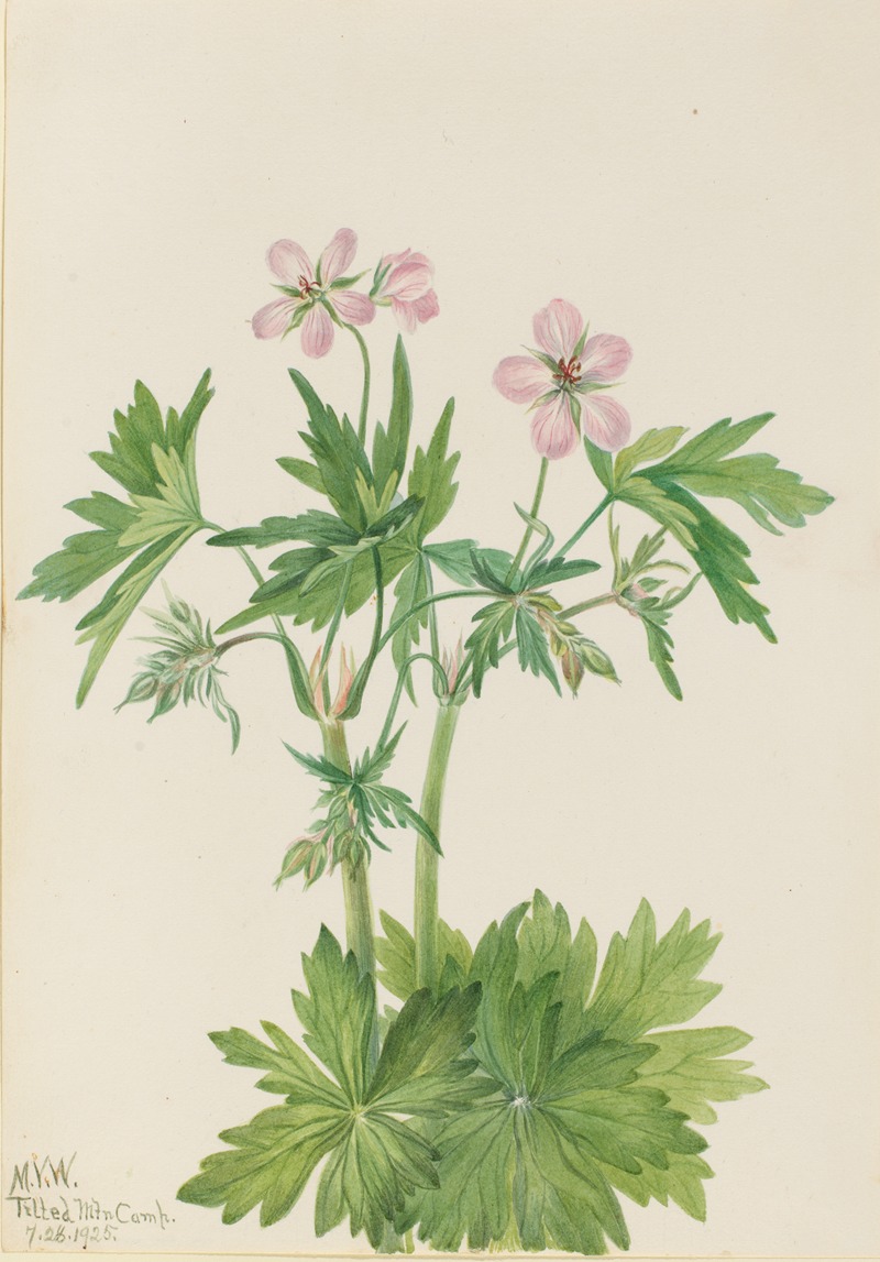 Mary Vaux Walcott - Western Cranesbill (Geranium viscosissimum)