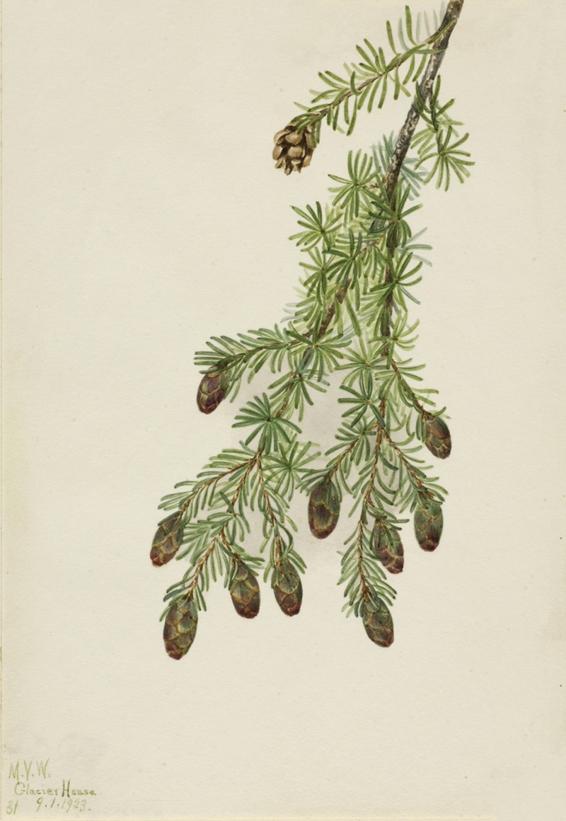 Mary Vaux Walcott - Western Hemlock (Tsuga heterophylla)