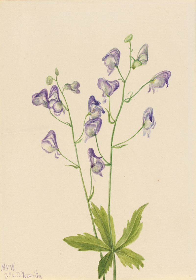 Mary Vaux Walcott - Western Monkshood (Aconitum columbianum)