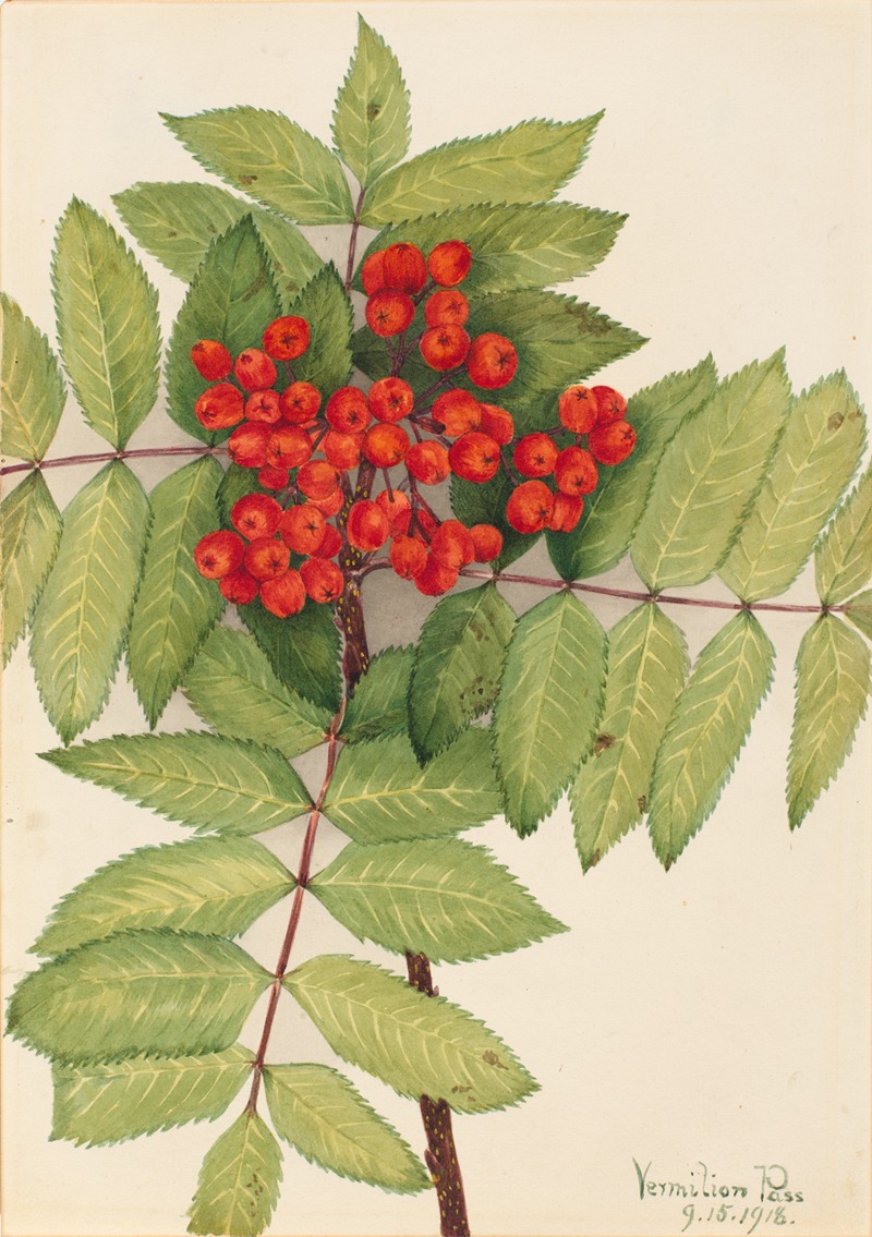 Mary Vaux Walcott - Western Mountain Ash (Sorbus sambucifolia)