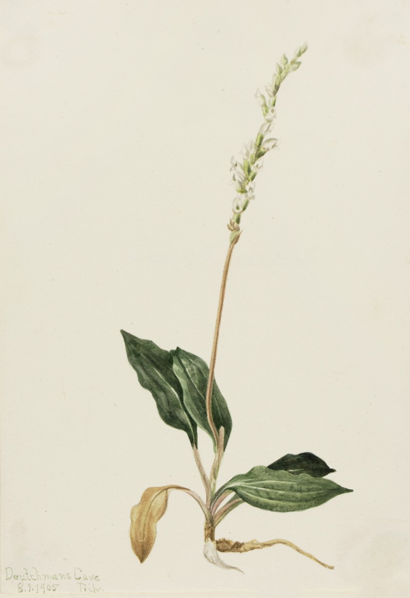 Mary Vaux Walcott - Western Rattlesnake Plantain (Peranium decipiens)