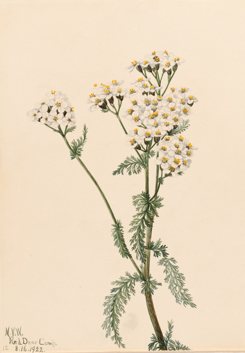 Mary Vaux Walcott - Western Yarrow (Achillea lanulosa)