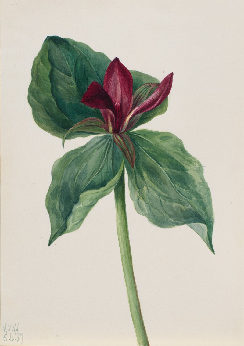 Mary Vaux Walcott - Whippoorwill Flower (Trillium H.)