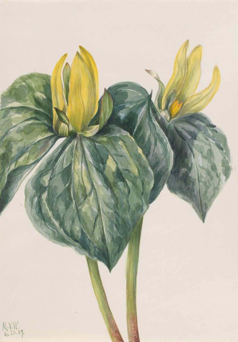 Mary Vaux Walcott - Whippoorwill Flower (Trillium hugeri)