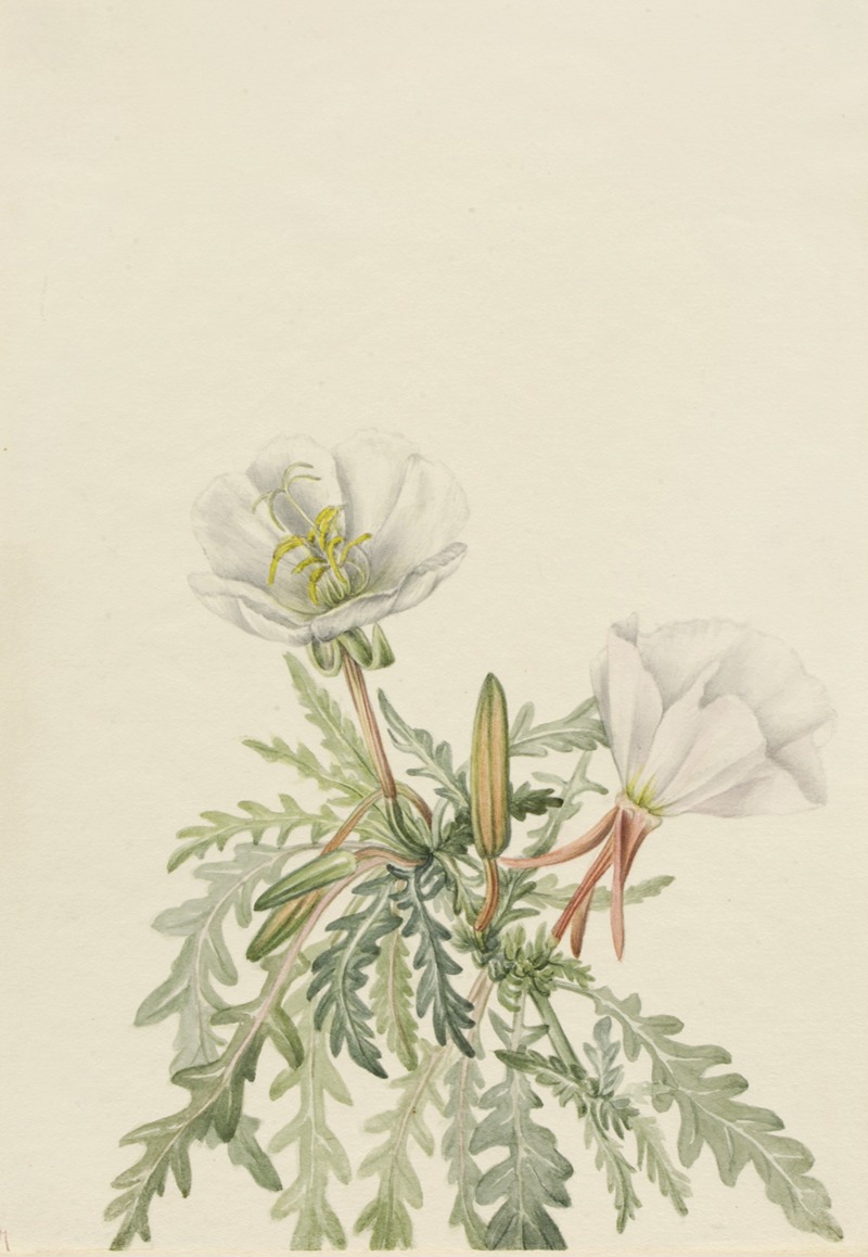 Mary Vaux Walcott - White Dawnrose (Pachyloplus marginatus)