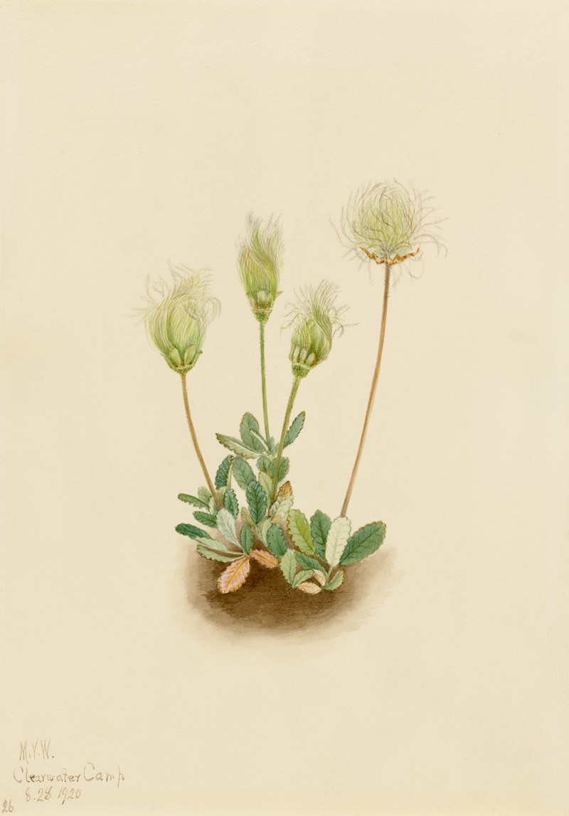 Mary Vaux Walcott - White Dryad (Dryas octopetala)